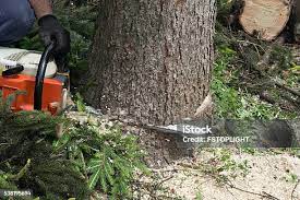 How Our Tree Care Process Works  in  Baldwinsville, NY