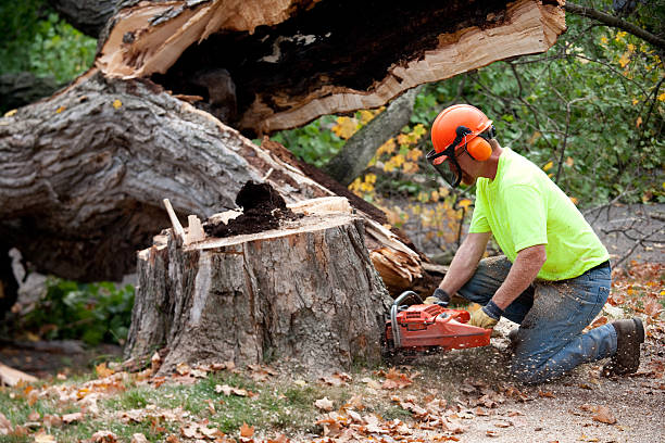 Best Utility Line Clearance  in Baldwinsville, NY